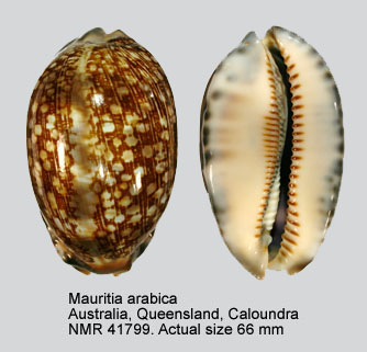 Mauritia arabica (16).jpg - Mauritia arabica(Linnaeus,1758)